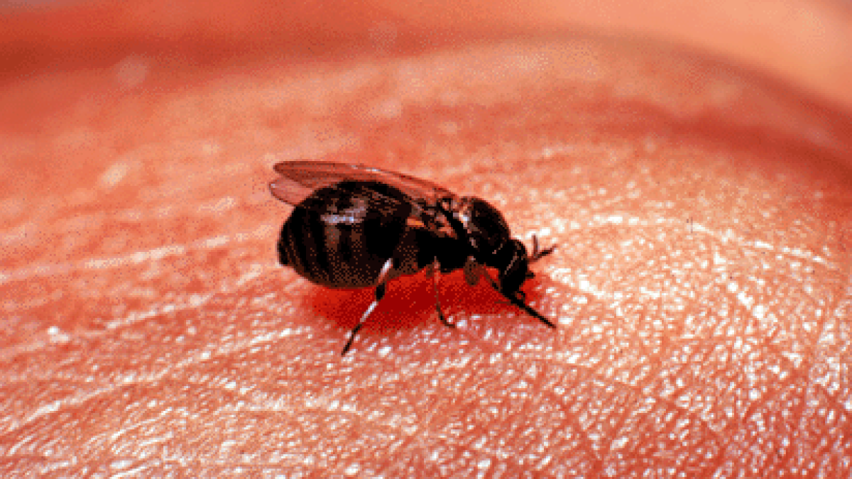 Something Wild: Celebrate the Plague of Black Flies | New